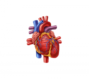 Sistema Cardiocirculatorio - Circul-V Lha