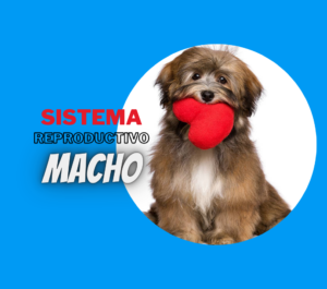 Sistema repructivo macho