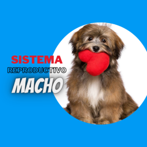 Sistema repructivo macho