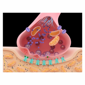 Sistema osteoarticular