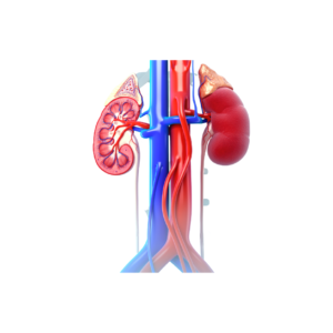 Sistema renal